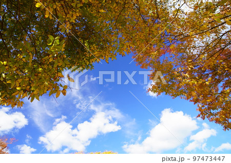 京都和束・運動公園の紅葉のフレーム 京都和束・運動公園の紅葉のフレーム 97473447
