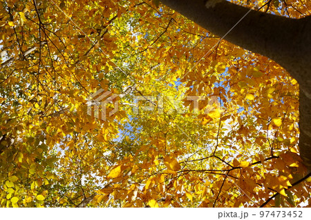 和束運動公園のケヤキの道 97473452