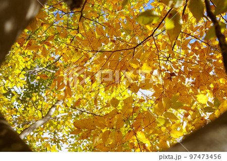 和束運動公園のケヤキの道 97473456