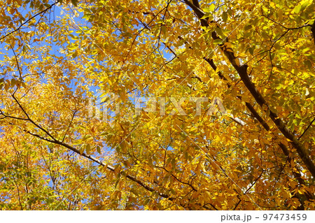 和束運動公園のケヤキの道 97473459