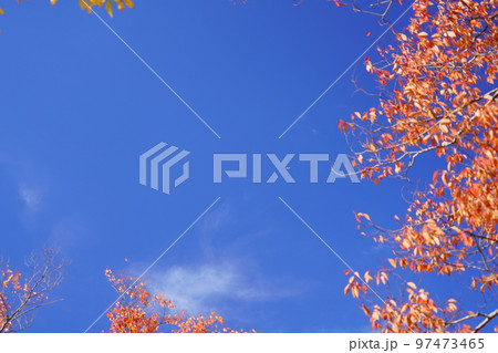 清々しい紅葉のケヤキと大空 清々しい紅葉のケヤキと大空 97473465