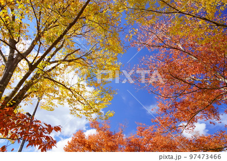 清々しい紅葉のケヤキと大空 97473466