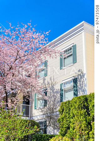 Blossoming cherry tree beside low rise residential building Blossoming cherry tree beside low rise residential building 97473508