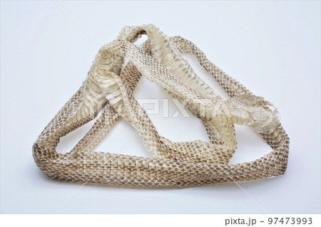 蛇の抜け殻 97473993