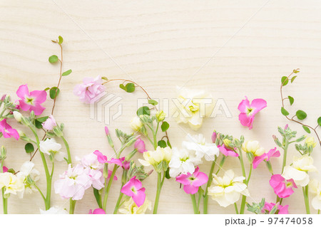 冬から春の花「ストック」の花背景 97474058