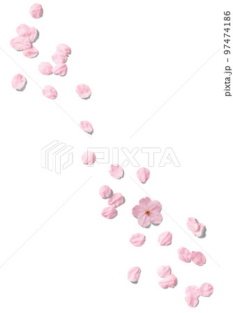 切り抜きで使える、リアルな桜の花いっぱい 97474186