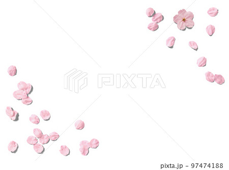 切り抜きで使える、リアルな桜の花いっぱい 97474188
