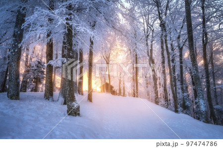 Snowy forest in amazing winter at sunset. Trees in snow Snowy forest in amazing winter at sunset. Trees in snow 97474786