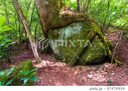 遊歩道　大木　美しい渓流・渓谷・清流の夏景色「観光名所：菊池渓谷」日本・熊本県菊池市 97474934