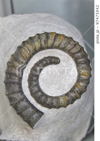 アンモナイトの化石 アンモナイトの化石 97475042