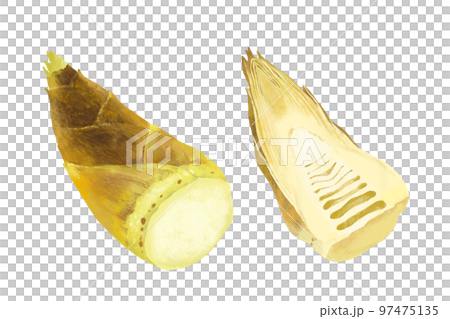 Bamboo shoot illustration, bamboo shoot cross section 97475135