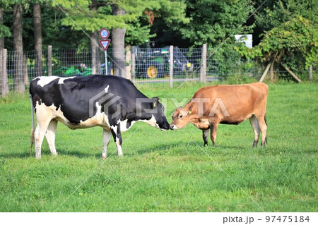 ホルスタイン牛とジャージー牛 ホルスタイン牛とジャージー牛 97475184