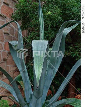 単子葉植物リュウゼツラン 単子葉植物リュウゼツラン 97475896