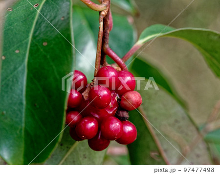 サネカズラの赤い集合果 97477498