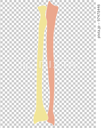 Human Arm Bone(Radius/Ulna) Human Arm Bone(Radius/Ulna) 97478446