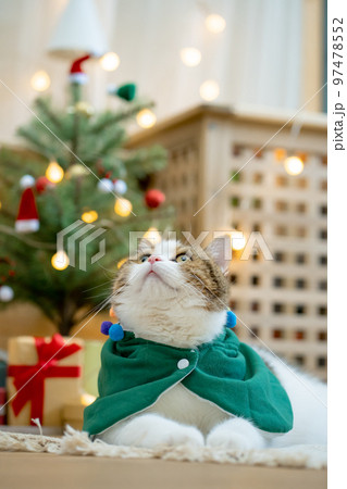 scottish tabby cat in christmas theme cloth during play with new year gift and christmas tree 97478552