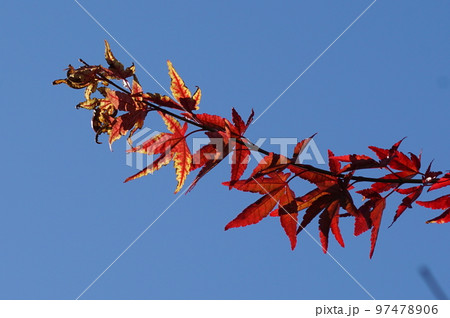 紅葉 紅葉 97478906