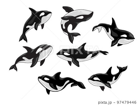 Set of killer whale, Orcinus orca, animal design 97479446