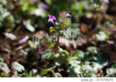 ホトケノザ(仏の座) 97479970