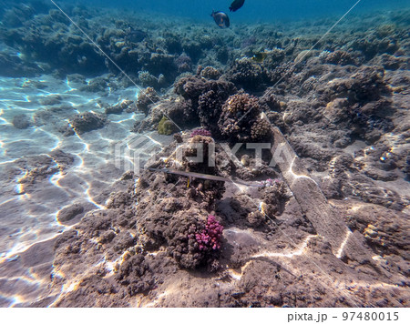 Bluespotted cornet fish, smooth cornet fish or smooth flutemouth at coral reef.. Bluespotted cornet fish, smooth cornet fish or smooth flutemouth at coral reef.. 97480015