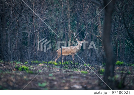 Isolated male deer looking at the camera Isolated male deer looking at the camera 97480022