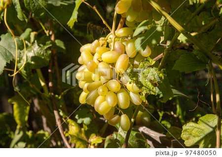 Bunch of green grapes in the garden. Bunch of green grapes in the garden. 97480050