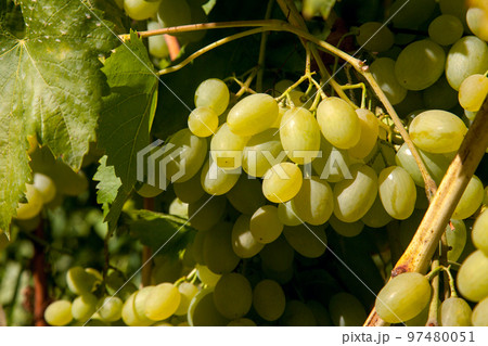 Bunch of green grapes in the garden. 97480051