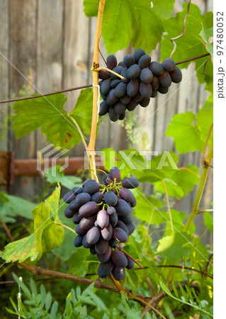 Bunch of pink grapes with big berries in the garden Bunch of pink grapes with big berries in the garden 97480052