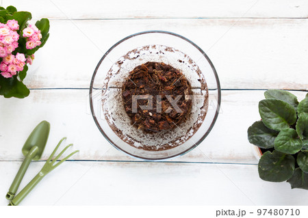 Water-swollen pressed coconut substrate in a glass round bowl. White wooden background with flower pot and garden tools. Close-up, flat lay. The concept of organic gardening Water-swollen pressed coconut substrate in a glass round bowl. White wooden background with flower pot and garden tools. Close-up, flat lay. The concept of organic gardening 97480710