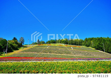 北海道 中富良町営ラベンダー園 北海道 中富良町営ラベンダー園 97481119