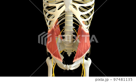 Internal Oblique anatomy for medical concept 3D rendering 97481135