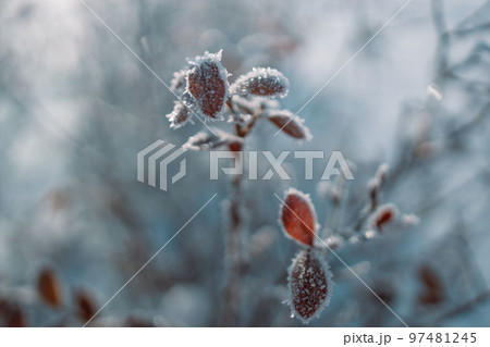 Frosty nature background. Winter landscape with frozen grass  97481245