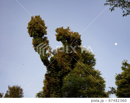 変わった形の樹木と月。日没間近。	 97482360