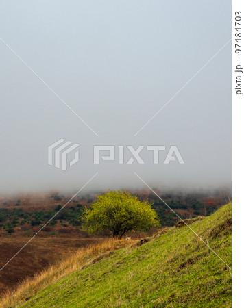Low clouds in the mountains. Vertical view. Lonely green tree on a steep mountain slope. Low clouds in the mountains. Vertical view. Lonely green tree on a steep mountain slope. 97484703