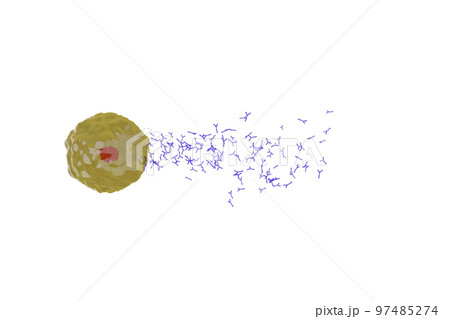 抗体を産生する形質細胞のイメージ 97485274