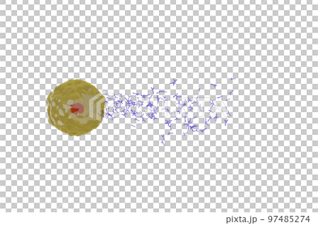抗体を産生する形質細胞のイメージ 97485274