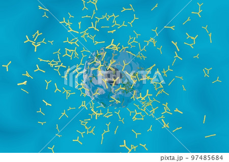 抗体を産生する形質細胞のイメージ 97485684