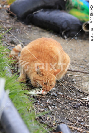 魚を貰い安全な場所を見つけ頭から食べようとしてる茶トラ猫 97486038