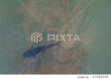 catfish swimming in the river in clear water 97486499