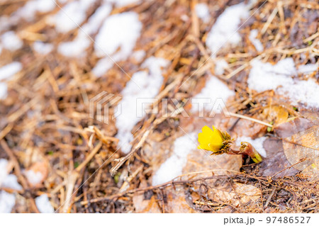 【花素材】雪から顔をのぞかせる福寿草【長野県】 97486527