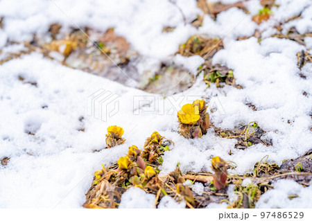 【花素材】雪から顔をのぞかせる福寿草【長野県】 97486529