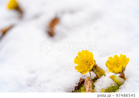 【花素材】雪から顔をのぞかせる福寿草【長野県】 97486545