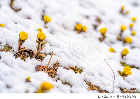 【花素材】雪から顔をのぞかせる福寿草【長野県】 97486548