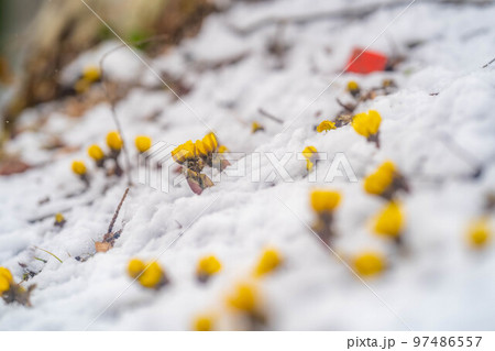 【花素材】雪から顔をのぞかせる福寿草【長野県】 【花素材】雪から顔をのぞかせる福寿草【長野県】 97486557