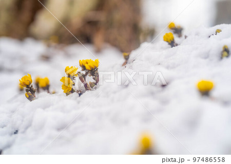 【花素材】雪から顔をのぞかせる福寿草【長野県】 97486558