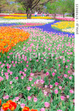 【花素材】一面のチューリップ畑【長野県】 97486635
