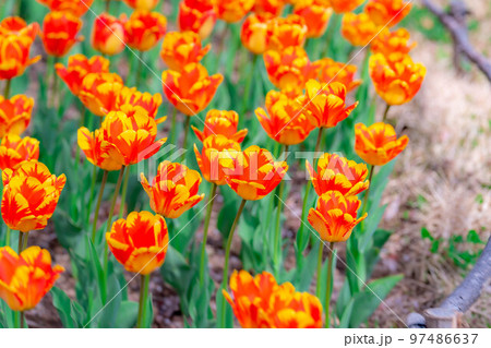 【花素材】一面のチューリップ畑【長野県】 【花素材】一面のチューリップ畑【長野県】 97486637