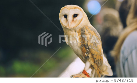 An owl on a city street in the evening waiting for tourists. 97487319
