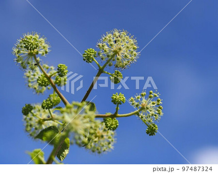 ウドの花のアップ ウドの花のアップ 97487324