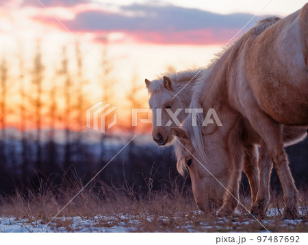 母馬と子馬 母馬と子馬 97487692